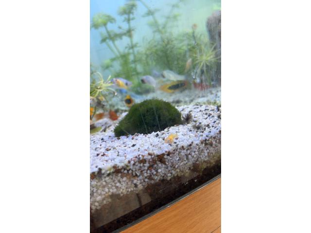 Photo Vente poisson pas chers image 4/4