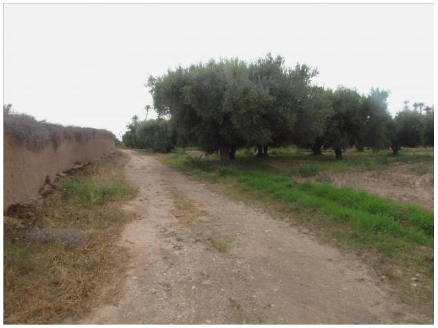 Photo Vente  terrain agricole titré de 2 hectare image 4/4