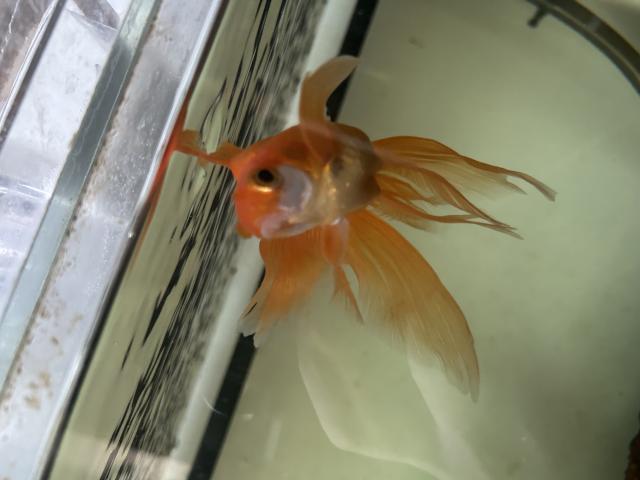 Photo Voile de Chine à donner image 4/4