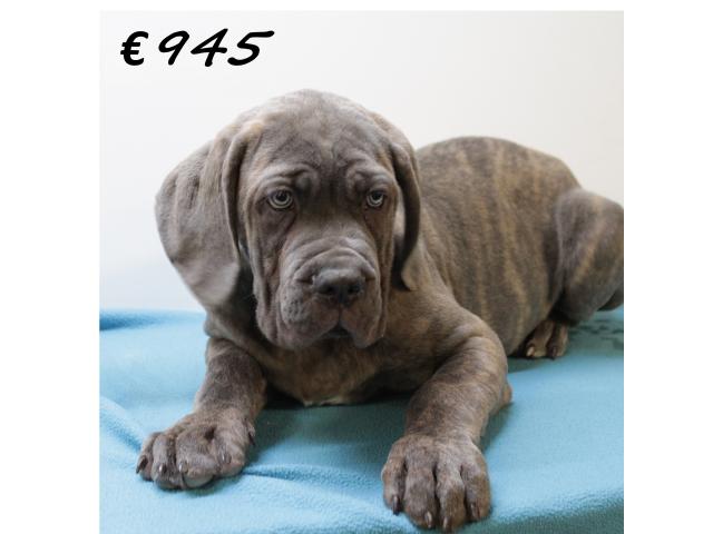 Photo X Chiots American Bully XXL à vendre image 4/6