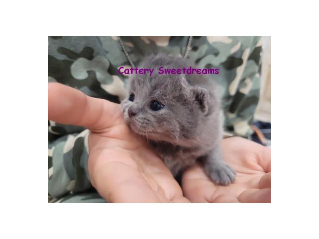 Photo 4 chatons british shorthair loof bleu elevage familial dispo sept image 5/5