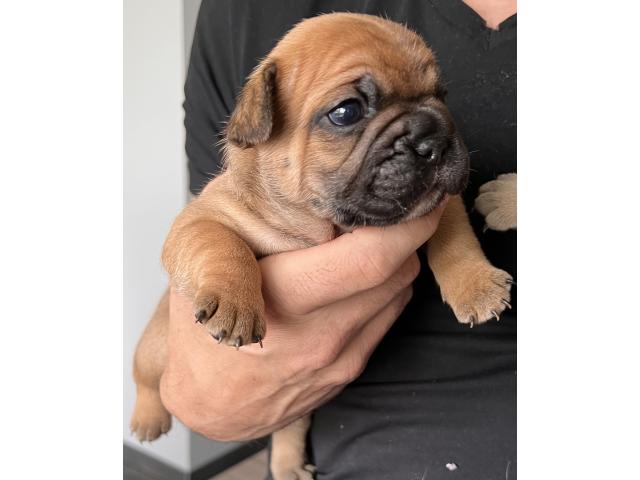 Photo 4 magnifiques bouledogue français image 5/5