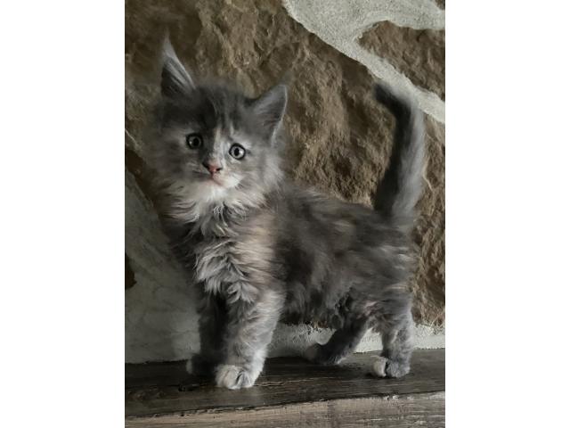 Photo 5 magnifiques chatons bleus et crèmes image 5/6