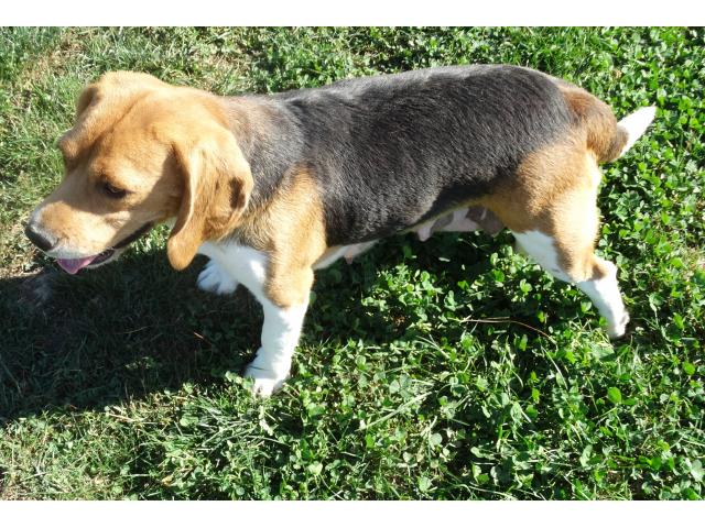 Photo A réserver 4 chiots Beagle inscrits aux L.O.F.. image 5/6