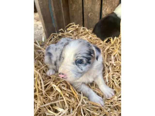 Photo A vendre Border Collie image 5/6