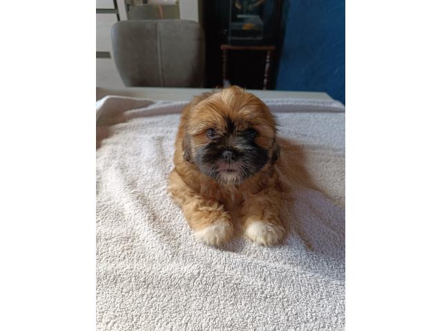 Photo A vendre chiots Shih Tzu image 5/6