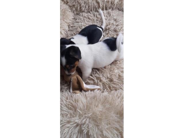 Photo a vendre de jolis bebe jack russel image 5/6