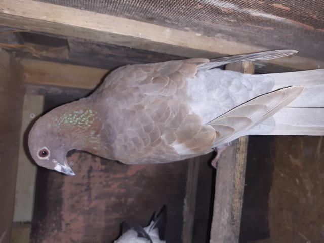 Photo A vendre divers jeunes pigeons image 5/6