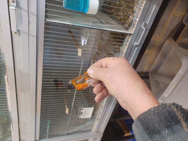 Photo A vendre tarin rouge du Vénézuela image 5/5