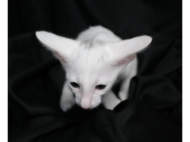 Photo Adorable chaton oriental blanc (Foreign White) image 5/6