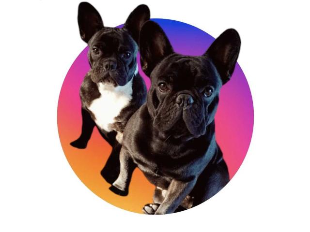 Photo Adorables Chiots Bouledogue français image 5/5