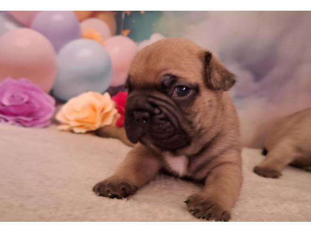 Photo Adorables Chiots Bouledogue français - Disponible image 5/6