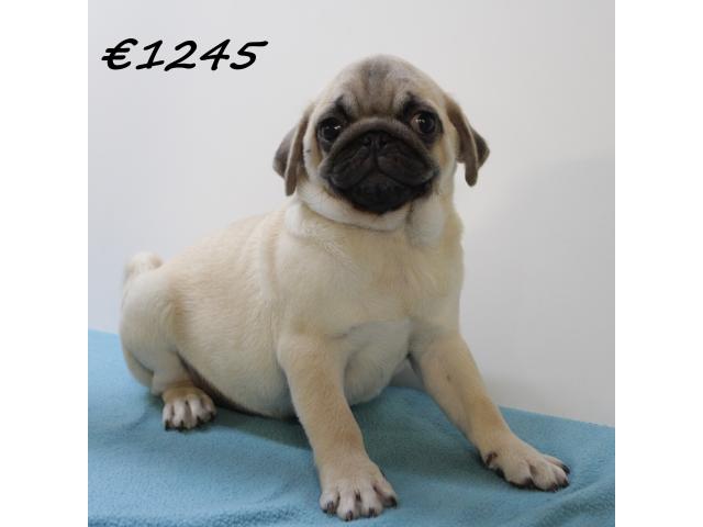 Photo Adorables chiots Carlin image 5/6