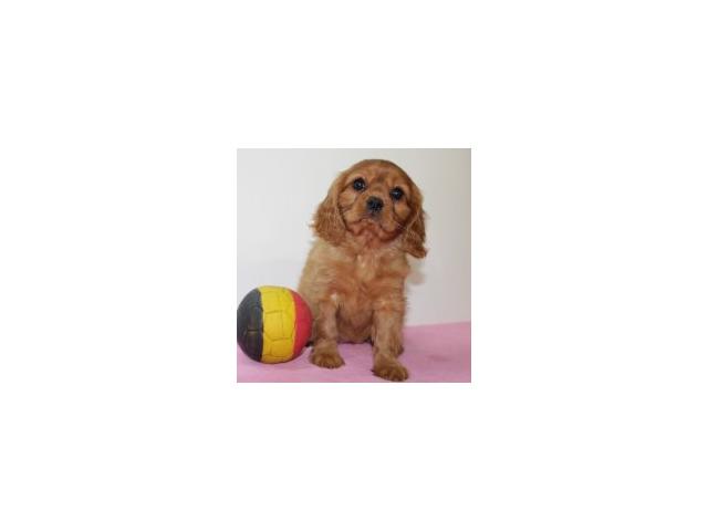 Photo Adorables chiots Cavalier King Charles image 5/6