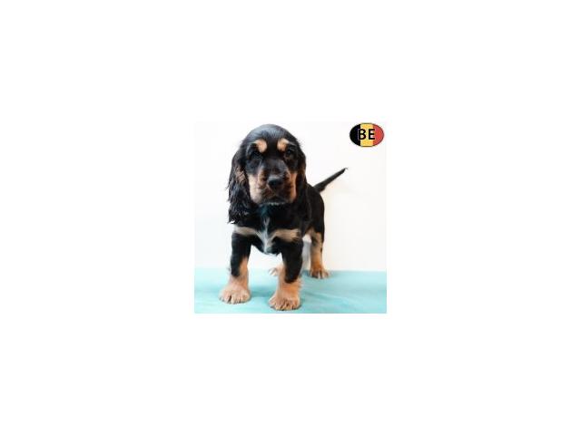 Photo Adorables chiots Cocker Anglais noir&feu, noir image 5/6