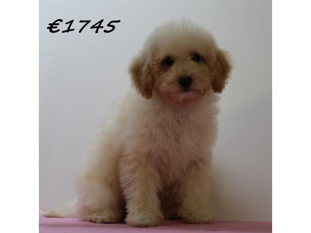 Photo Adorables chiots Maltipoo à vendre image 5/6