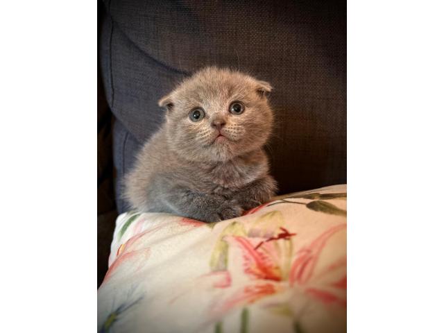 Photo Adorables Scottish Bleus – Oreilles Pliées ou Droites, Un Amour de Chatons ! image 5/5