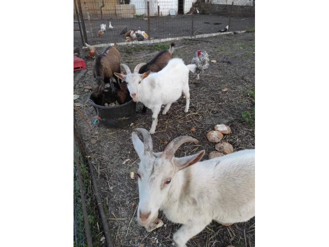 Photo Agneaux, moutons, chèvres, chevreaux et bélier à vendre image 5/5