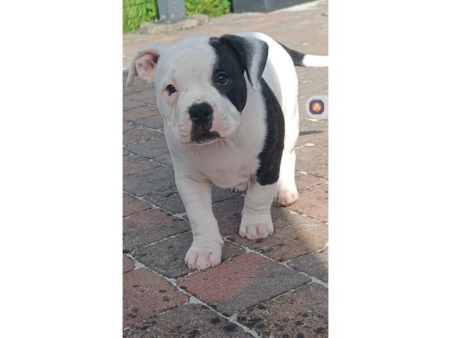 Photo Américain Bully pure race image 5/6