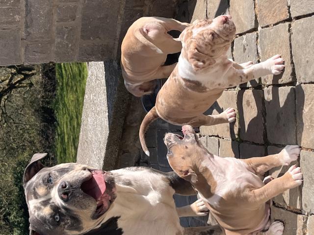 Photo American bully image 5/6