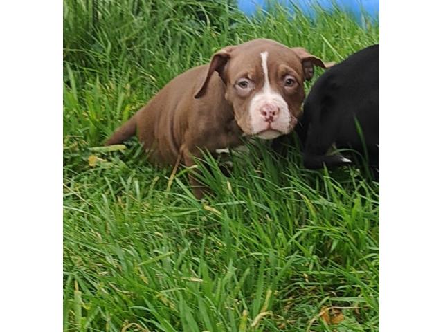 Photo American Bully ABKC Pocket/Petit Standard image 5/6