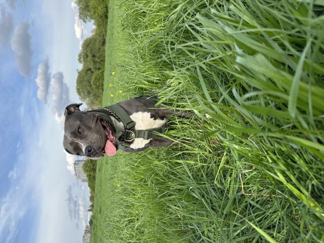 Photo Amstaff mâle disponible pour saillie image 5/6