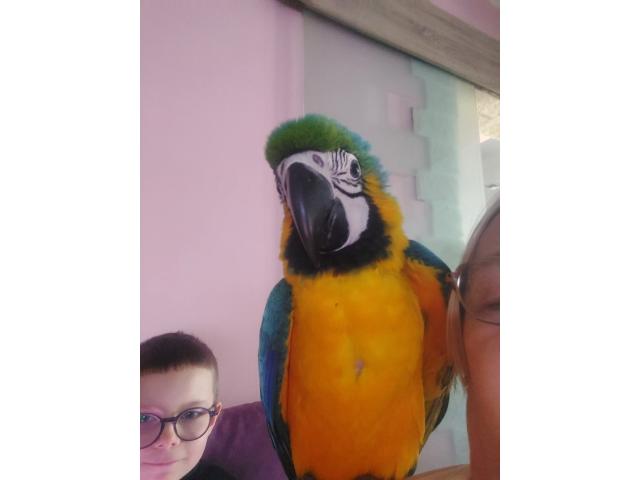 Photo Ara arune male de 10 mois image 5/6