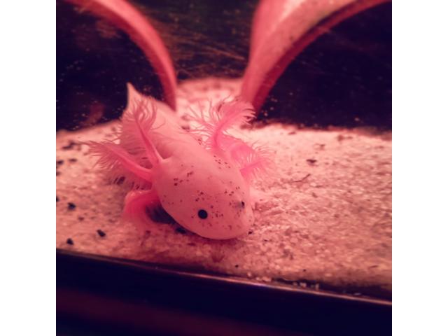 Photo Axolotl 17/20 cm à vendre image 5/5