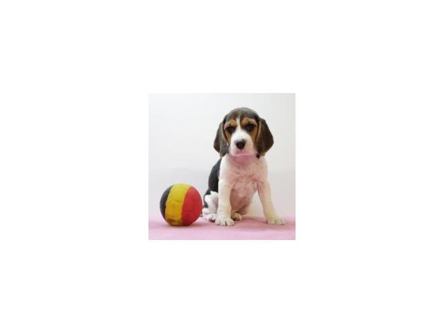 Photo Beagle - chiot tricolor noir & tricolor bleu image 5/6