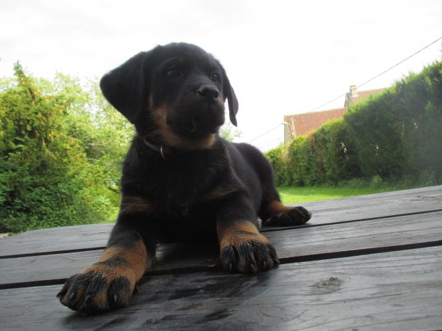 Photo BEAUCERONS GROS GABARITS image 5/6