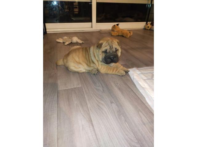 Photo Beaux bébés shar-pei , deux chiots très éveillés - hk01901204 image 5/6