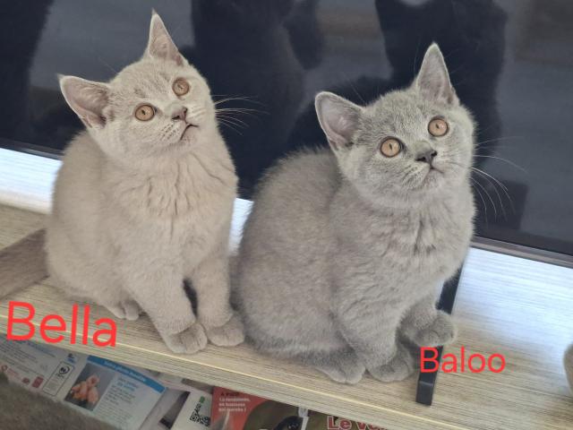 Photo Beaux chatons british Shorthair image 5/6