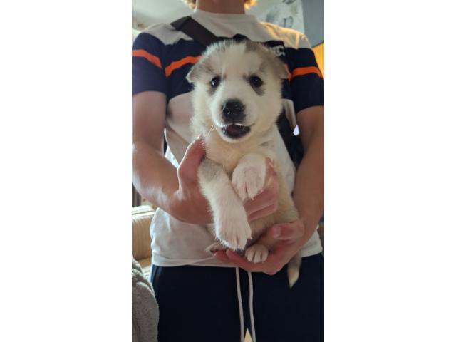 Photo Bébé Husky image 5/6