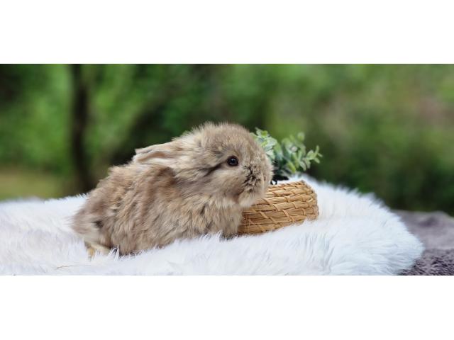 Photo Bebe Lapins anglais angora image 5/6