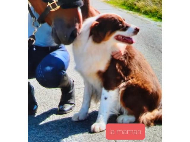 Photo Berger australien image 5/6