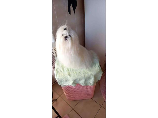 Photo Bichon maltais image 5/5