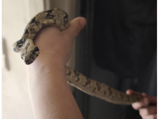 Photo Boa constructor-imperator image 5/5