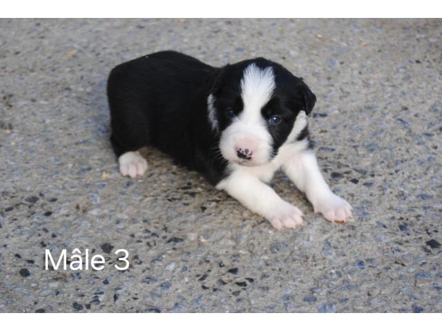 Photo Border collie image 5/5