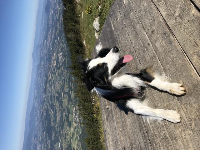 Photo Border Collie en forme pour une saillie image 5/5