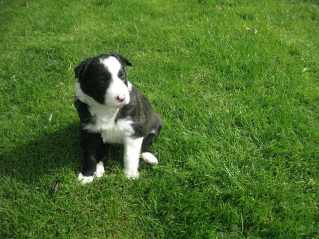 Photo border collie spéciaux ,divers à vendre image 5/6