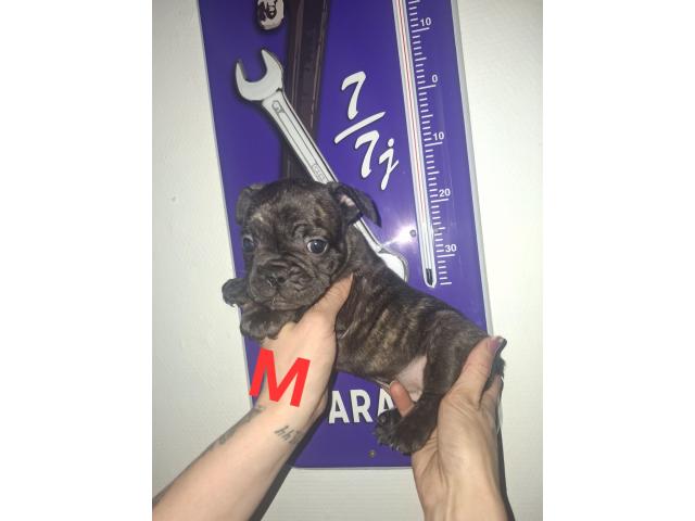 Photo Bouledogue français image 5/6