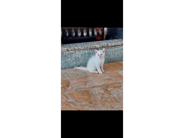 Photo British shorthair et  longhaire  chatton image 5/5