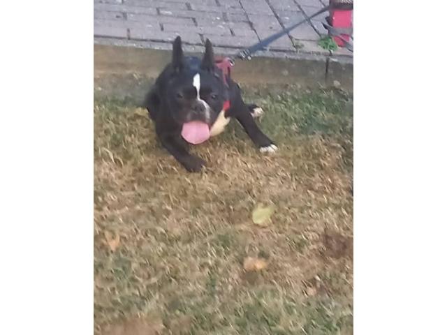 Photo Bulldog francais mâle image 5/6