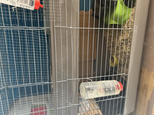 Photo Cage + chinchillas image 5/5
