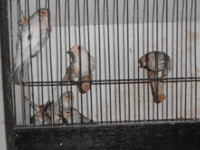 Photo canari à vendre image 5/5