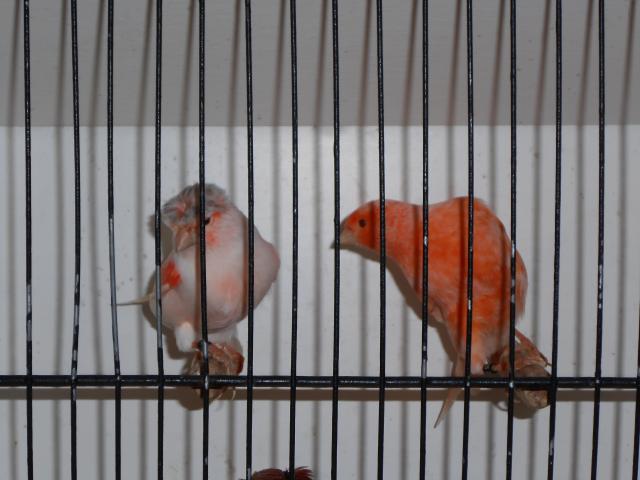 Photo canari à vendre image 5/6