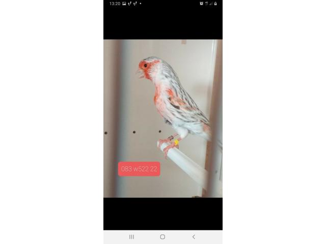 Photo canari couleur au choix image 5/5