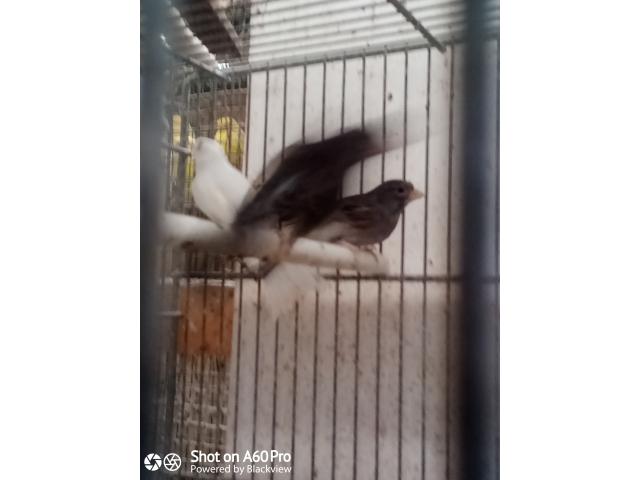 Photo Canari de posture image 5/6