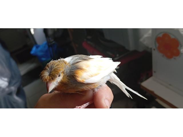 Photo canaris image 5/5
