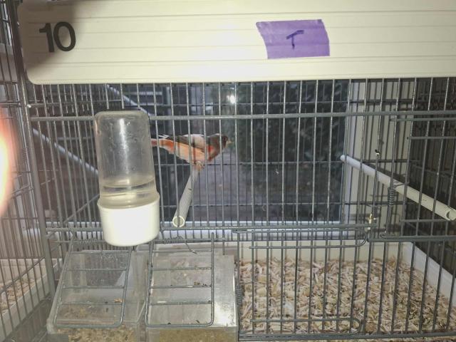 Photo Canaris à céder image 5/6